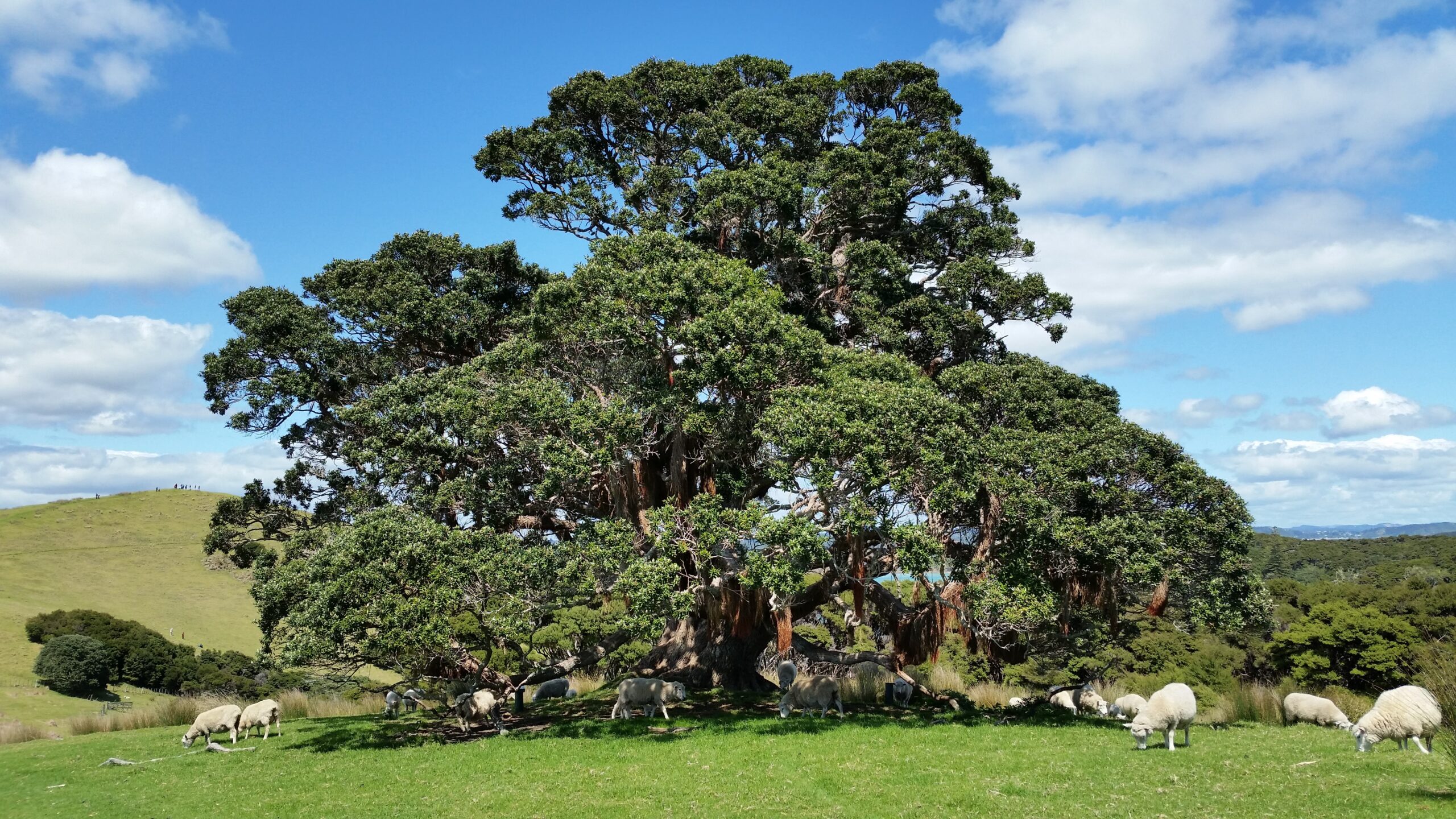 Northern New Zealand
